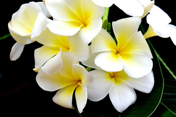 Fototapeta na wymiar Close up of White yellow flowers on black background, (Plumeria, Frangipani)