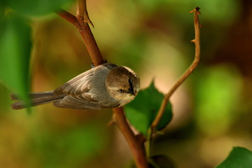 American Bushtit, aka Psaltriparus minimus