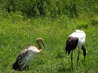 Red Crane in Hokkaido, Japan