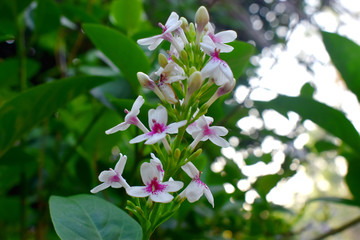 Selective focus of white flower with green leaves blurred background