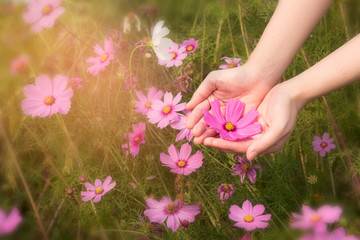 A beautiful woman's hand with pink flowers in the flower field in the garden