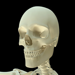 3D render- Human Skeleton Skull, body face