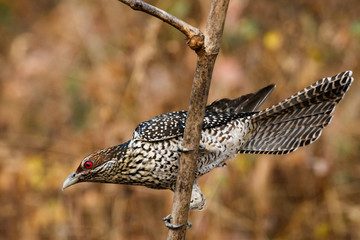 Female Asian Koel