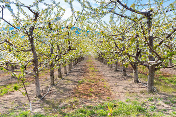 Fototapeta na wymiar Close-up of row of cherry trees in bloom in an Okanagan Valley orchard