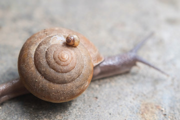 Small snail on big snail slowly crawling on a cement floor after rain close-up.