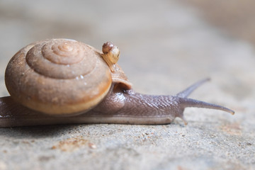 Small snail on big snail slowly crawling on a cement floor after rain close-up.