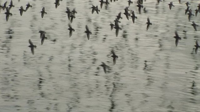 Flock of wading birds flying low over the water