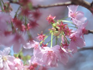 Beautiful Cherry Blossoms in Tokyo