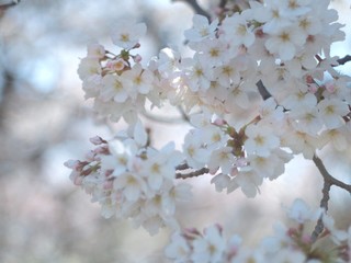 Beautiful Cherry Blossoms in Tokyo