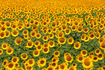 Field of many yellow sunflowers