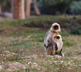 Fototapeta premium Gray Langur Monkey - mother and child. Photographed at Kabini Forests, Karnataka