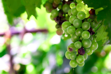 The organic green grape and the vine in the summer. This type of grape is hard to grow, and it is for producing organic, expensive, high-quality wine.