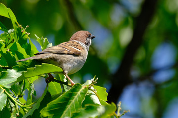 sparrow on a branch