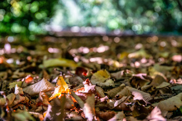 Autumn coloured leaves falling from the Oak and Maple trees collecting in a pile on the driveway