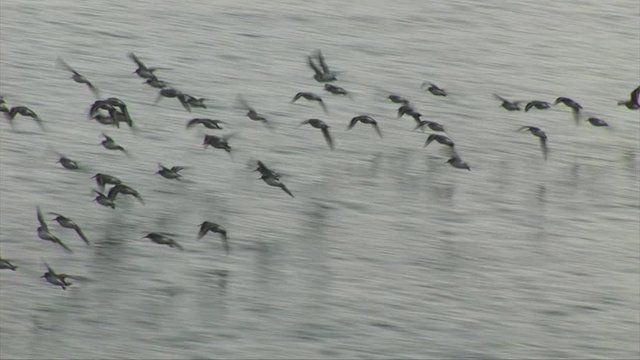 Flock of wading birds flying low over the water