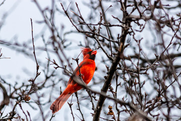 red cardinal on a tree branch