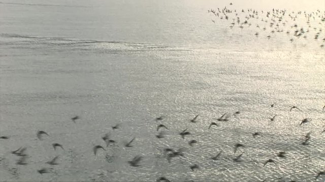 Flock of wading birds flying low over the water
