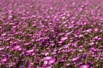 Naklejka premium ムギセンノウ畑