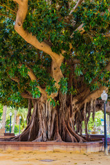 Huge Ficus in Canalejas Park. Alicante. Spain