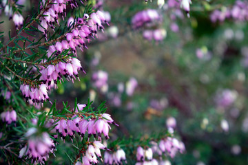 Close up of purple flowers with black tips growing wild in a field while hiking at Tumwater Falls Park in Thurston County, Washington.