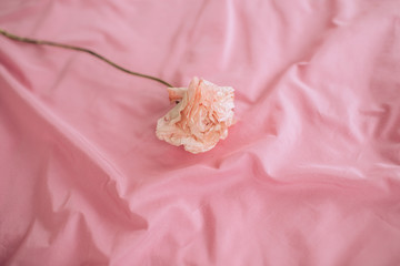 A flower on pink blanket