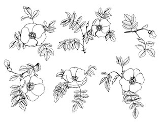 Rosehip  hand-drawing black inkisolated on a white background set. Vector graphics for design, tattoos, wrappers, home decor.