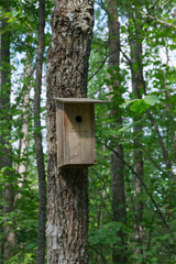 Nest box or birdhouse for birds on tree trunk in spring forest, in Finland.