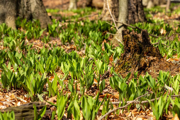 Wild Ramps - wild garlic ( Allium tricoccum), commonly known as ramp, ramps, spring onion,  wild leek, wood leek.  North American species of wild onion. in Canada, ramps are considered rare delicacies