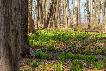 Wild Ramps - wild garlic ( Allium tricoccum), commonly known as ramp, ramps, spring onion,  wild leek, wood leek.  North American species of wild onion. in Canada, ramps are considered rare delicacies