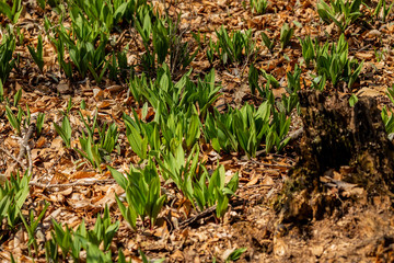 Wild Ramps - wild garlic ( Allium tricoccum), commonly known as ramp, ramps, spring onion,  wild leek, wood leek.  North American species of wild onion. in Canada, ramps are considered rare delicacies