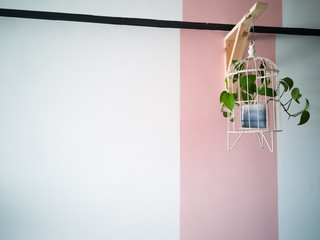 Green plant in bird cage on  pink and white background.