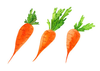  Children’s illustration, set of three orange carrots with green watercolor tails. Clipart vegetables on a white background.
