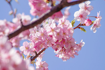 河津桜：桜　sakura　cherry blossom	