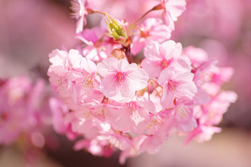河津桜：桜　sakura　cherry blossom	