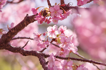 河津桜：桜　sakura　cherry blossom	