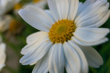 
Macro of a white daisy flower

Flower petals like dancing in the wind