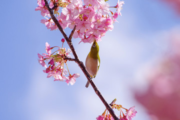 河津桜とメジロ