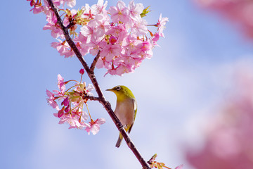 河津桜とメジロ