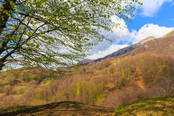 Pastoral rural scenery in spring, in Eastern Europe