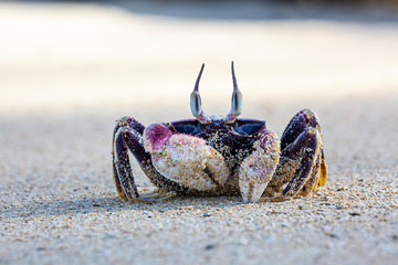 Crab