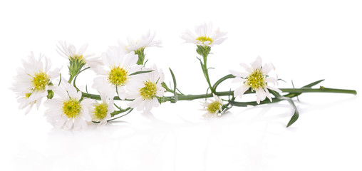 White cutter flower on white background.