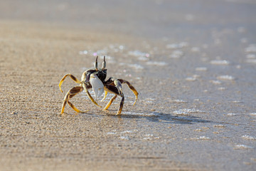 Crab