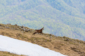 Wild mountain goat in the Transylvanian Alps in spring