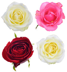 Set roses  isolated on white background