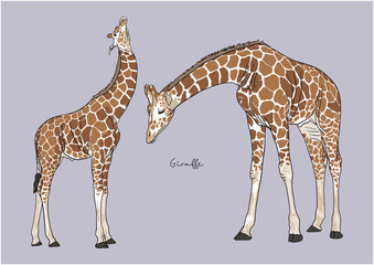 Vector Illustration of cute Giraffe