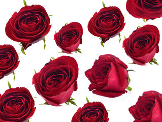 Set red roses fresh flower from nature isolated on a white background.