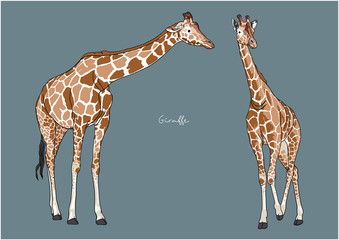 Vector Illustration of cute Giraffe