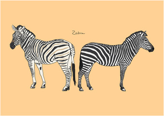 Vector Illustration of cute Zebra