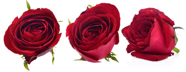 red roses fresh flower from nature isolated on a white background.