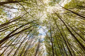 Beautiful aligned birch trees in the forest, with fresh green foliage, in spring